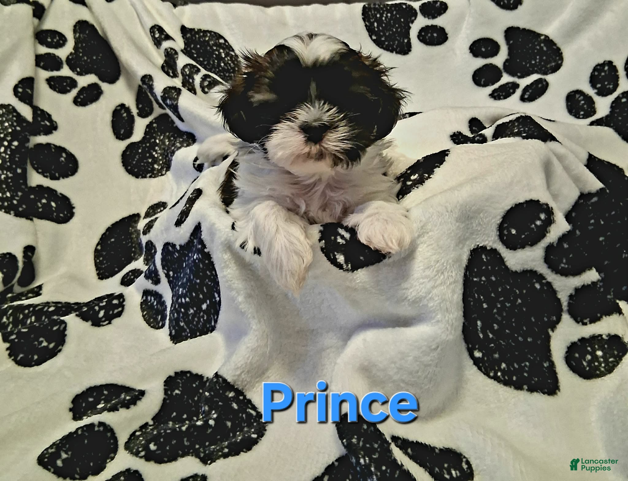 Shih Tzu dogs Prince - Ad 2