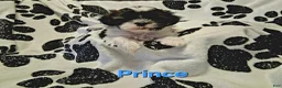 Shih Tzu dogs for sale: Prince - Ad 2
