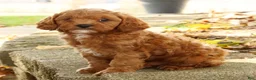 Cavapoo dogs for sale: Jack - Ad 8
