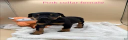 Doberman Pinscher dogs for sale: black/rust female pink collar 🩷 - Ad 5
