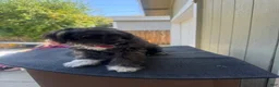 Maltipoo dogs for sale: Maltipoo 3 - Ad 6