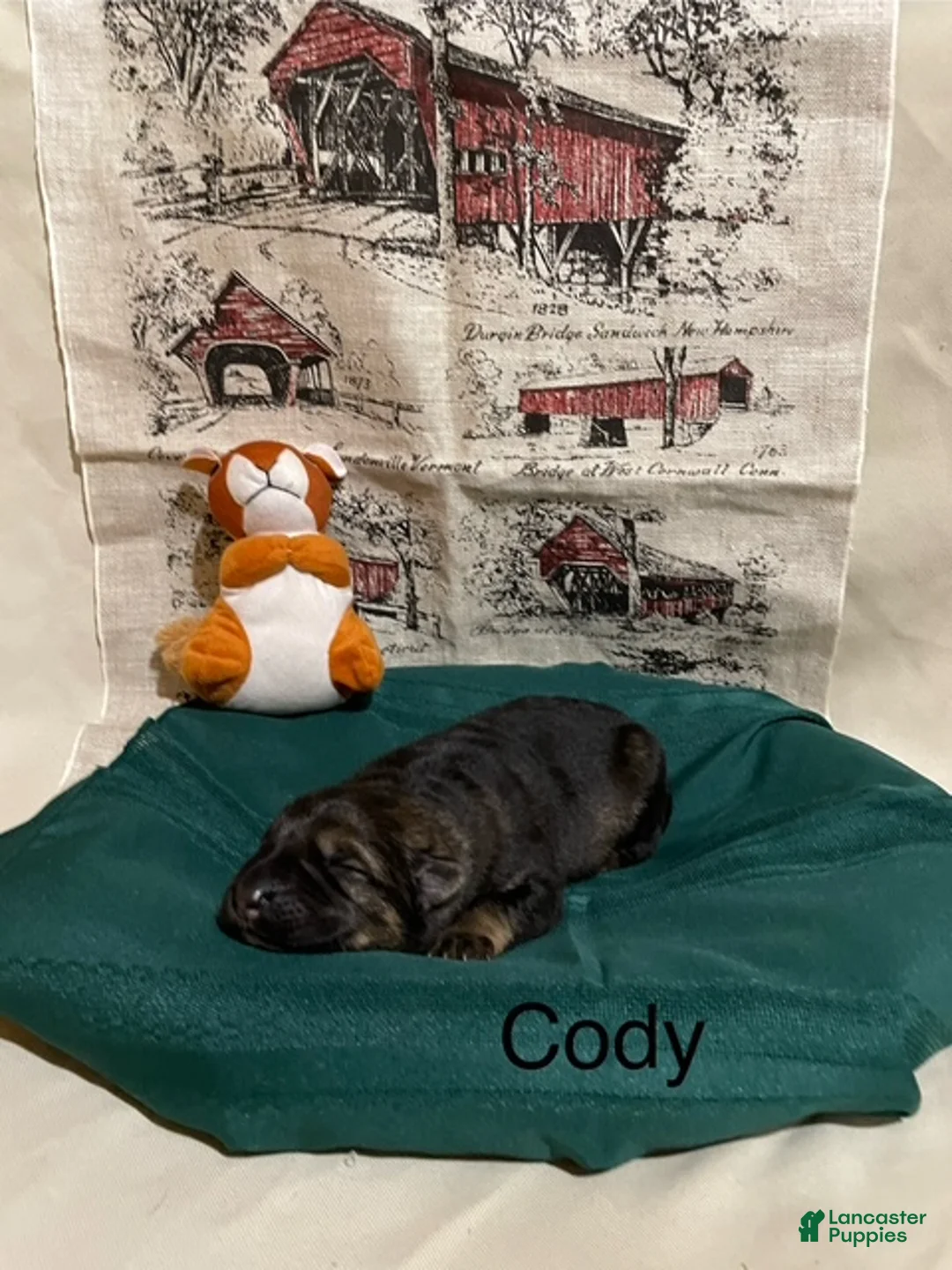 German Shepherd dogs for sale: Cody - Ad 16