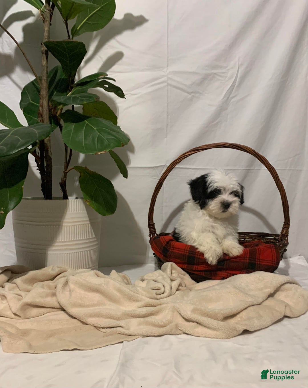 Havanese dogs for sale: Charlie - Ad 5