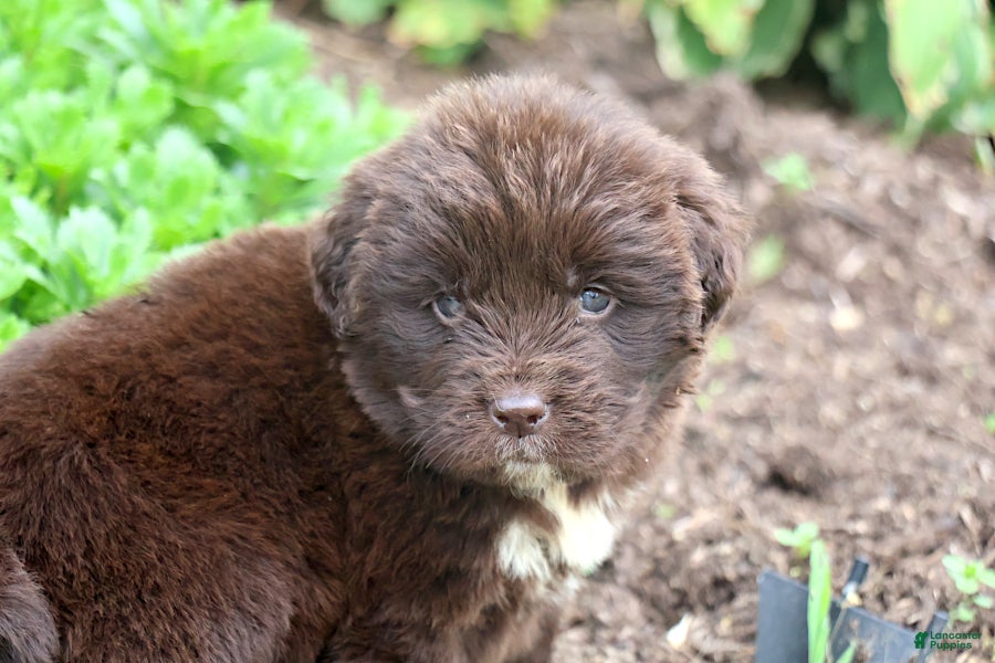 Newfoundland dogs Talia - Ad 1