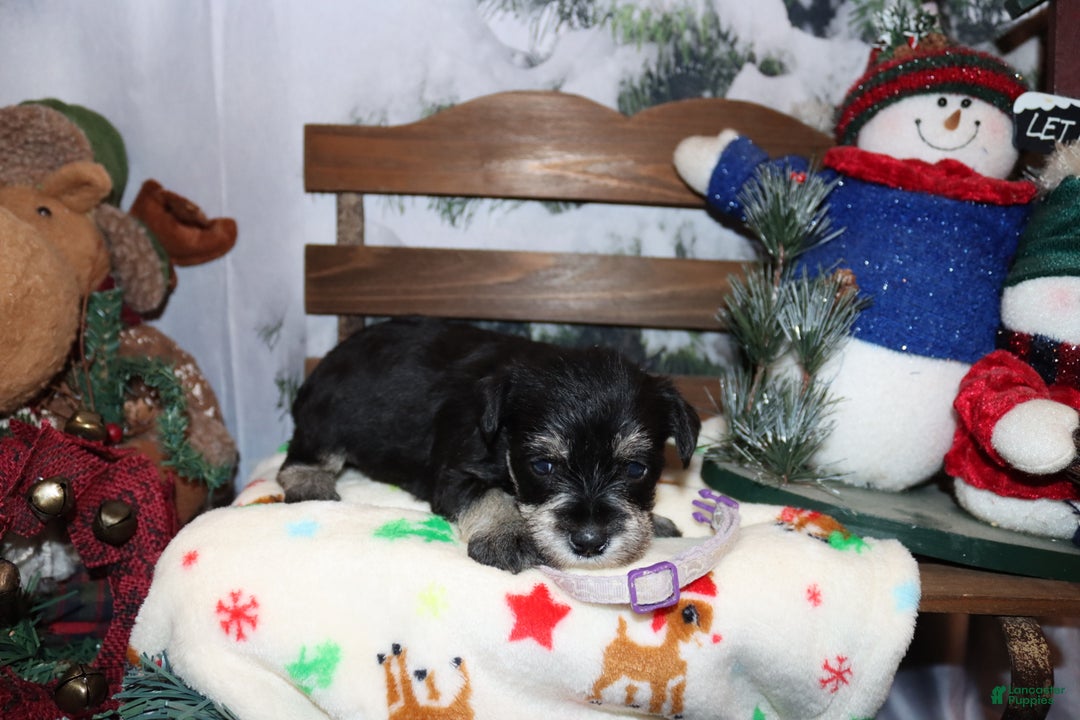 Miniature Schnauzer dogs for sale: summer - Ad 2