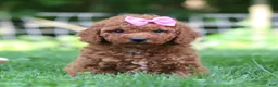 Mini Goldendoodle dogs for sale: Summer - Ad 6