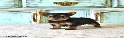 Yorkshire Terrier dogs for sale: Penny - Ad 1