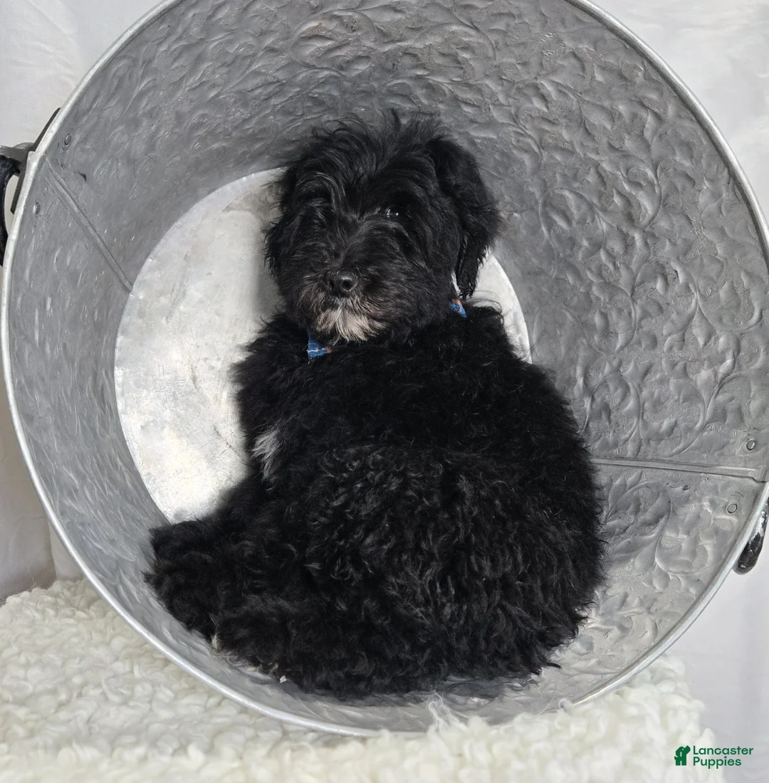 Mini Sheepadoodle dogs for sale: Kade - Ad 5