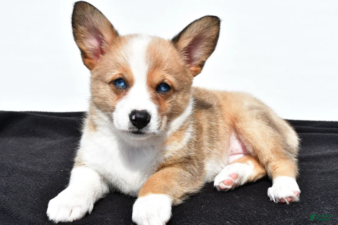 Mixed Breed dogs for sale: Ashley - Ad 1