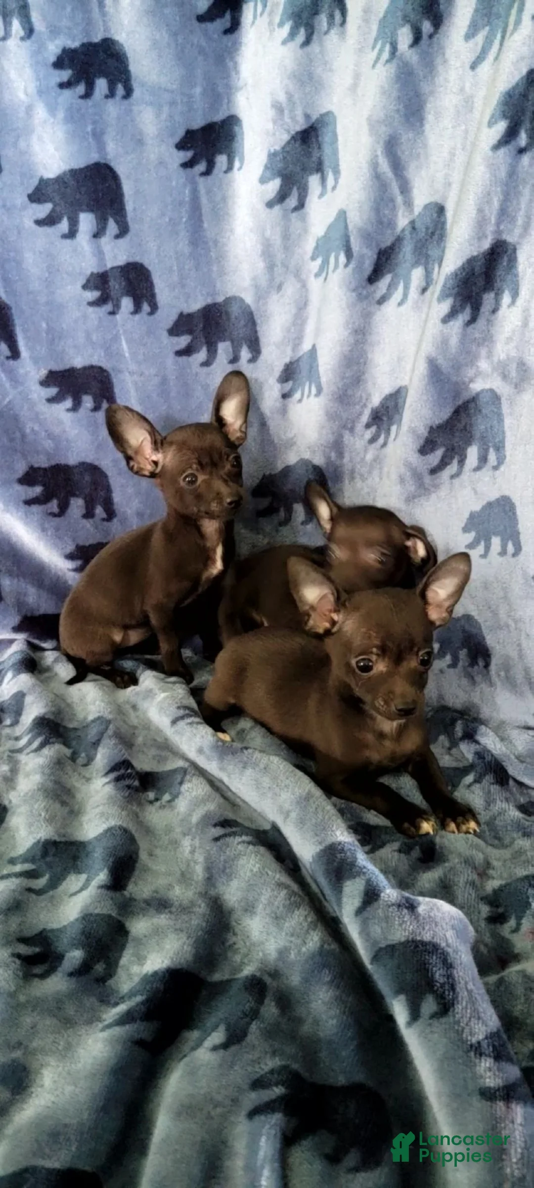 Chihuahua dogs for sale: Mickey - Ad 5