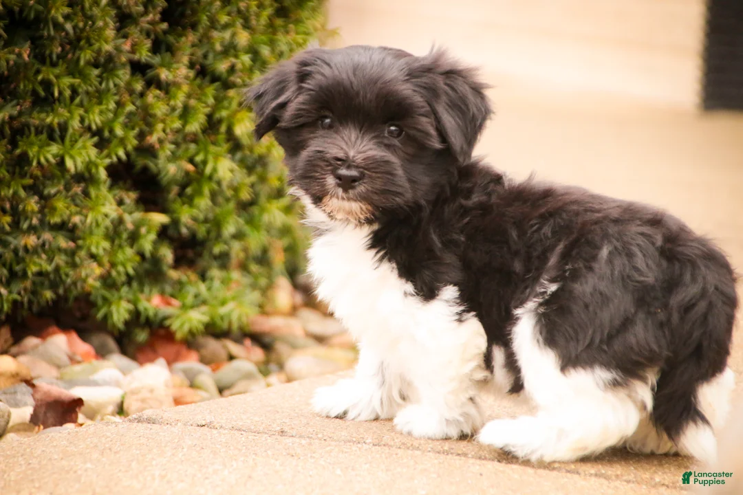 Havanese dogs for sale: Oreo - Ad 9