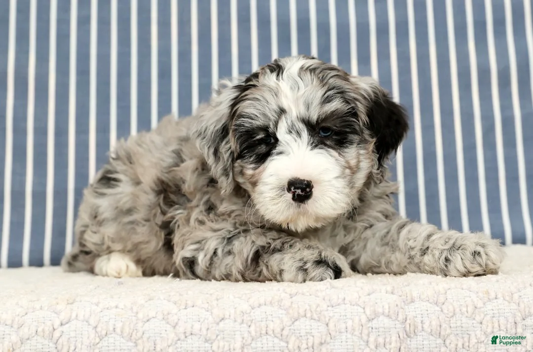 Mini Bernedoodle dogs for sale: Tannor - Ad 8