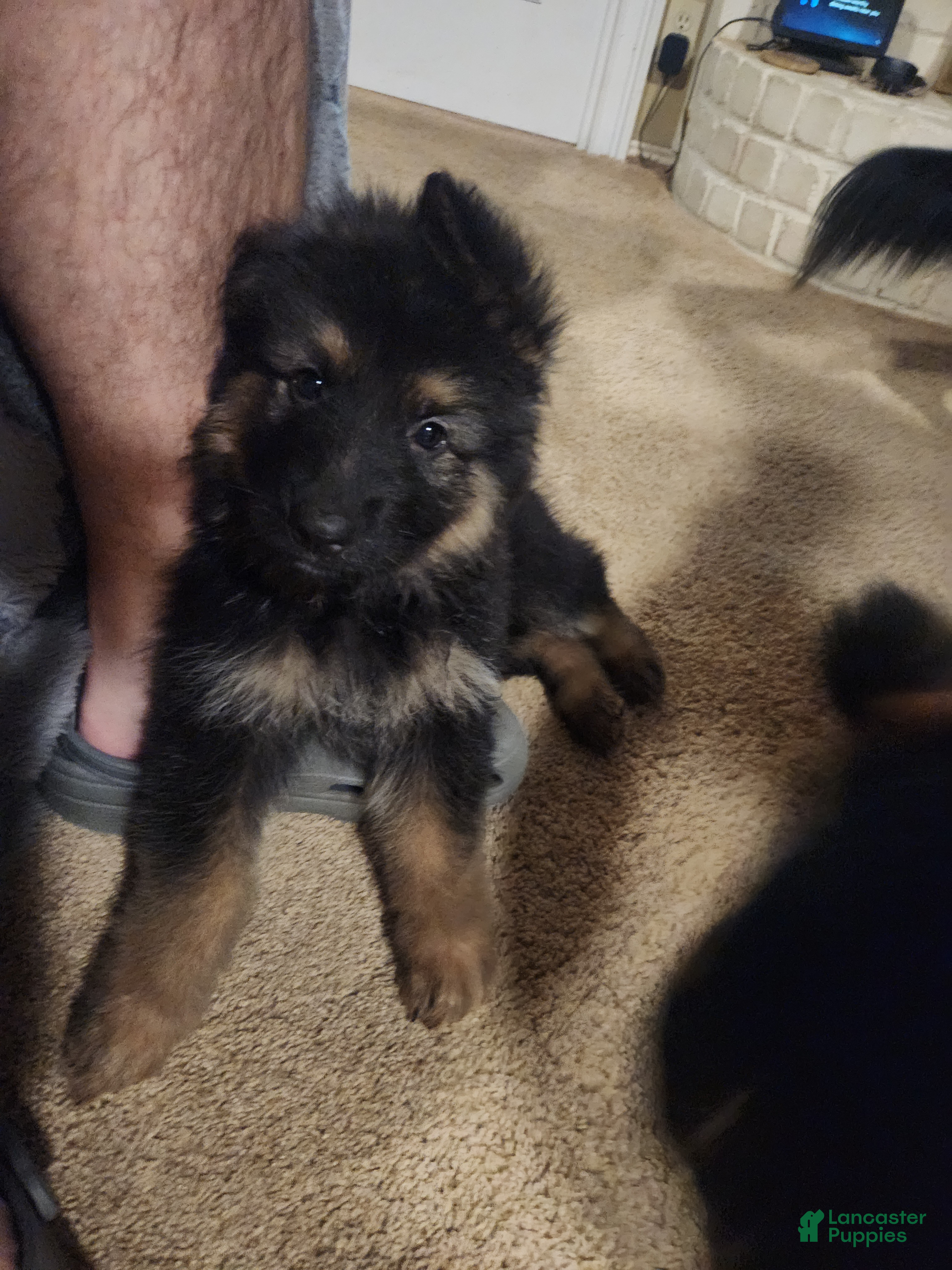 German Shepherd dogs German Shepherd 6 - Ad 1