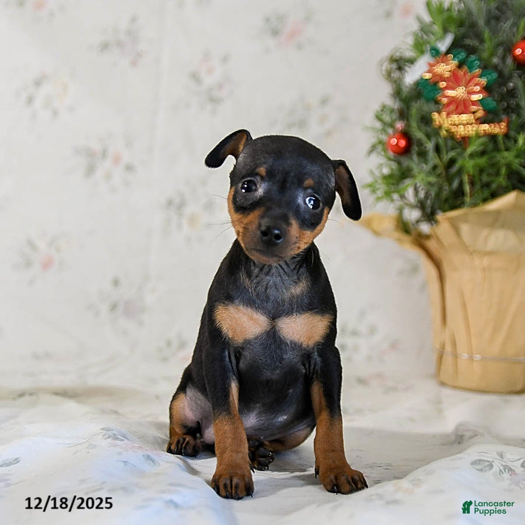 Miniature Pinscher dogs for sale: Diamond - Ad 5