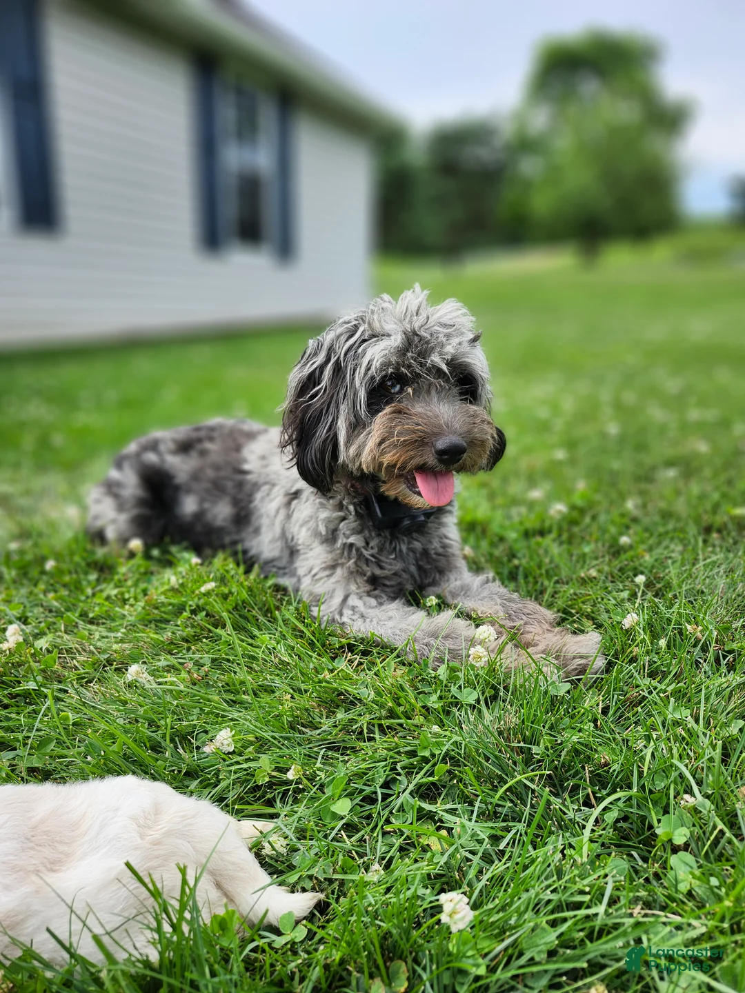 Mini Aussiedoodle dogs for sale: Ozzie - Ad 4