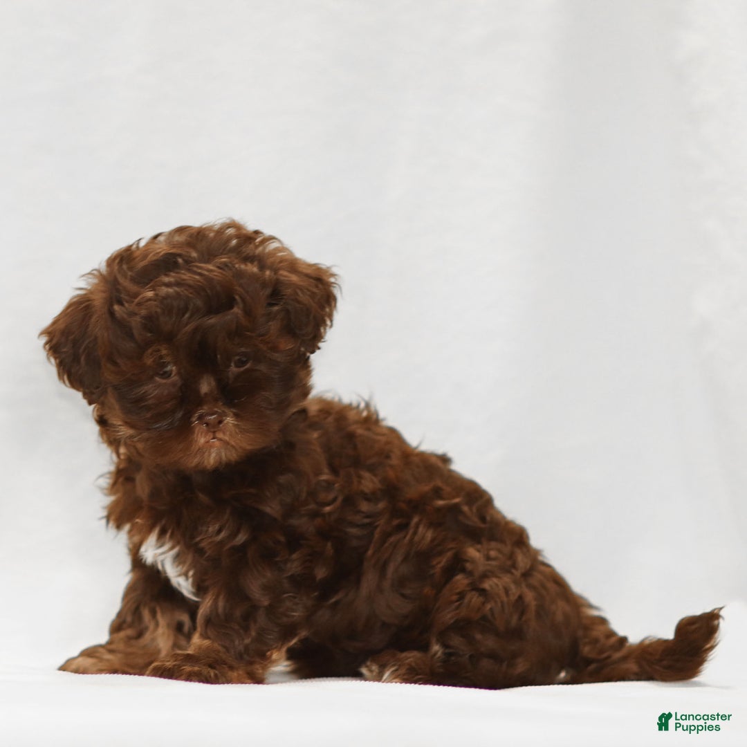 Teddy Bear dogs for sale: Buddy - Ad 3