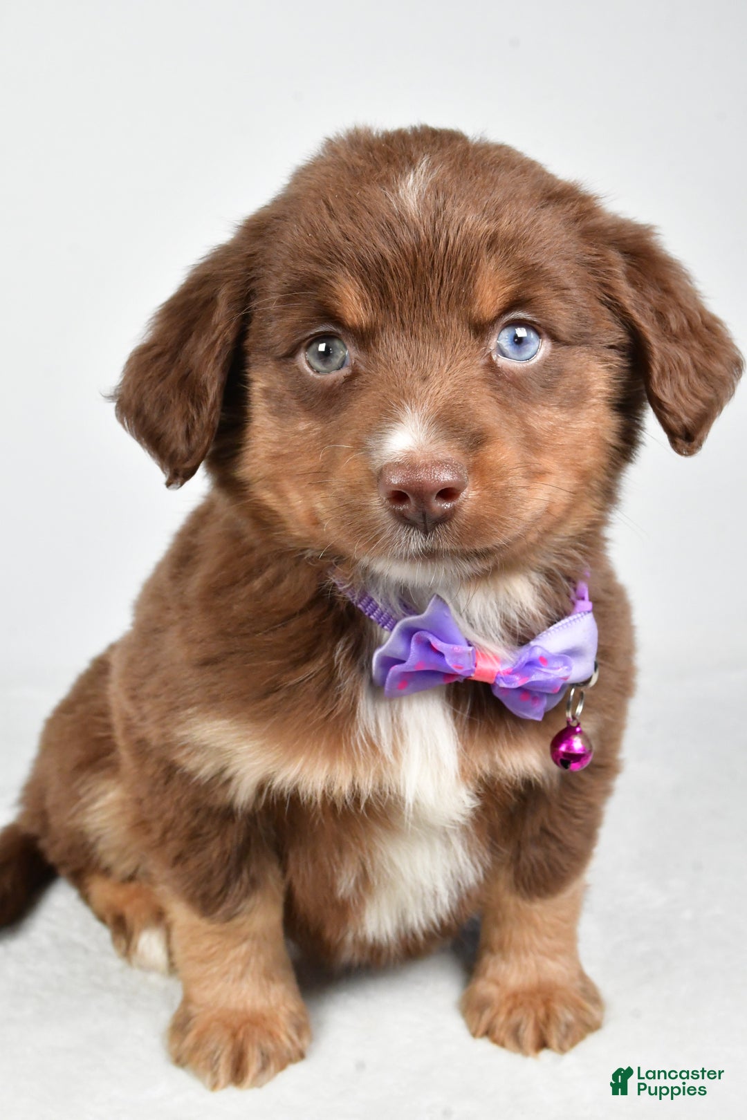 Miniature Australian Shepherd dogs for sale: Robin - Ad 6