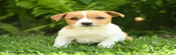 Mixed Breed dogs for sale: Daisy - Ad 1