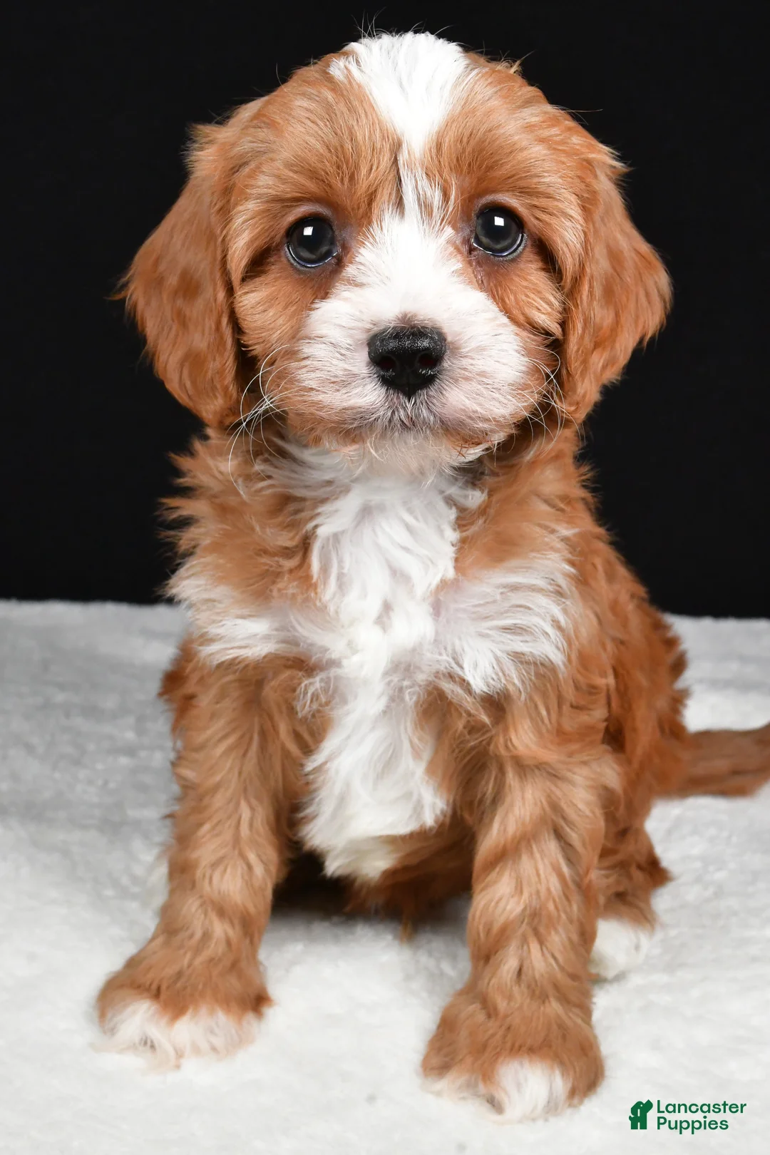 Cavapoo dogs for sale: Kendall - Ad 2