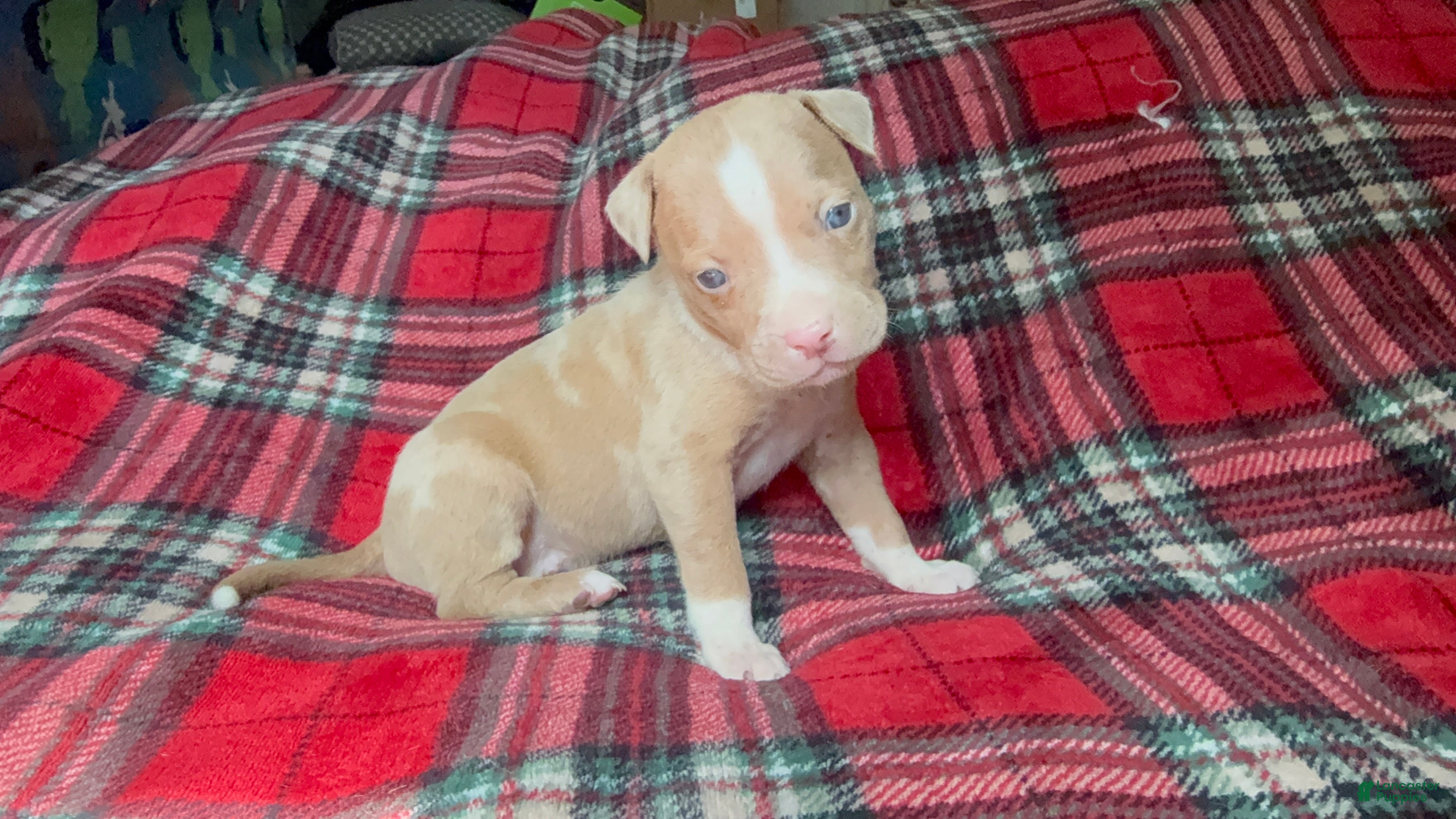 American Bully dogs American Bully 5 - Ad 39