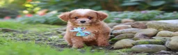 Cavapoo dogs for sale: Murphy - Ad 1