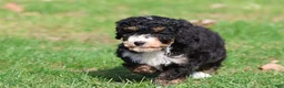 Mini Bernedoodle dogs for sale: Candy - Ad 1