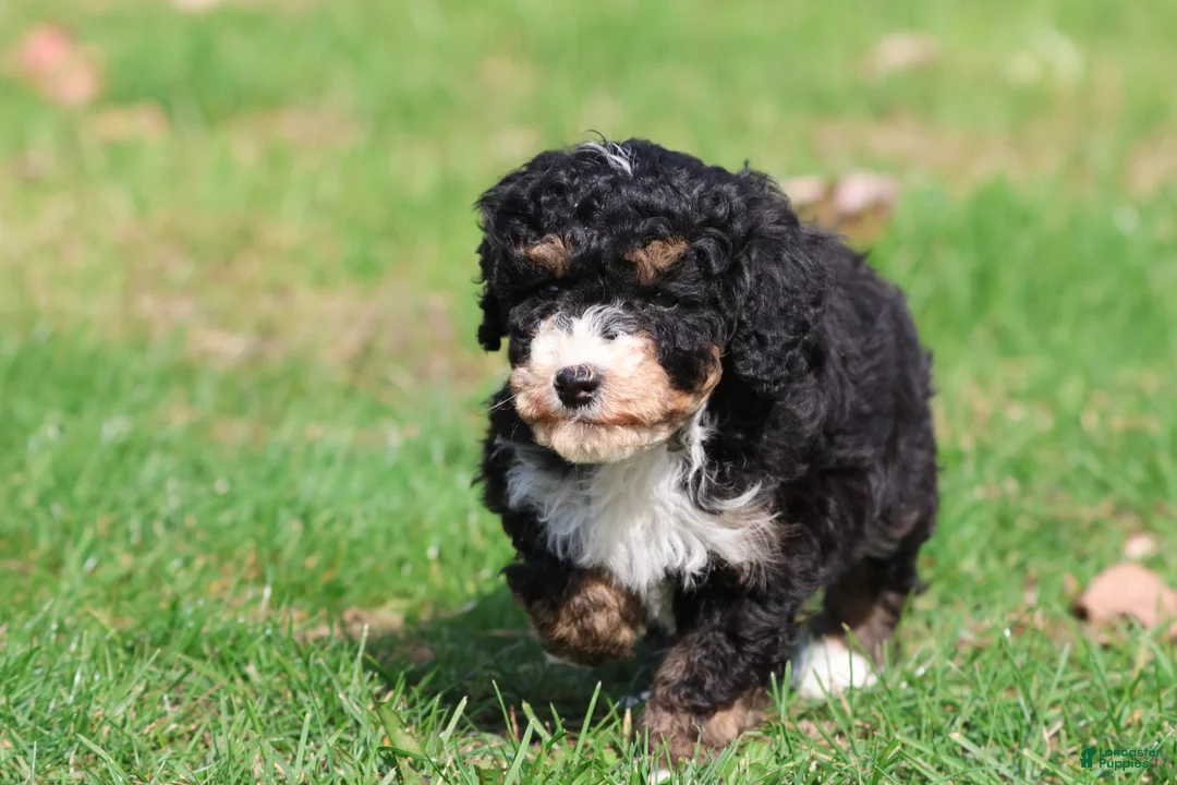 Mini Bernedoodle dogs for sale: Candy - Ad 1