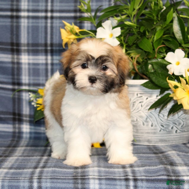 Teddy Bear dogs BJ's Rover - Ad 1