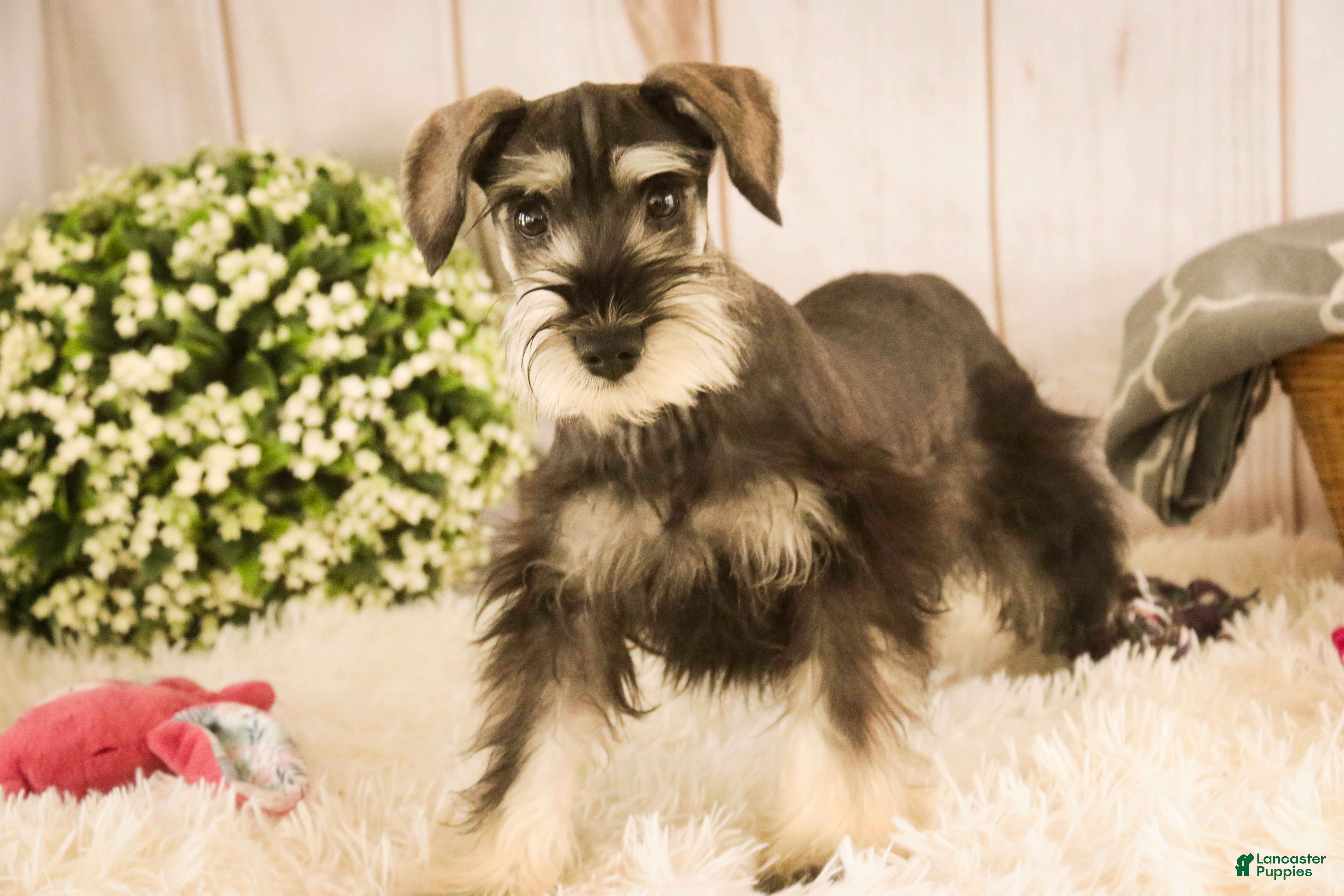 Miniature Schnauzer dogs Holly - Ad 2