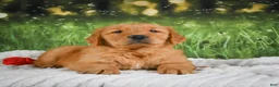 Golden Retriever dogs for sale: Joey - Ad 3