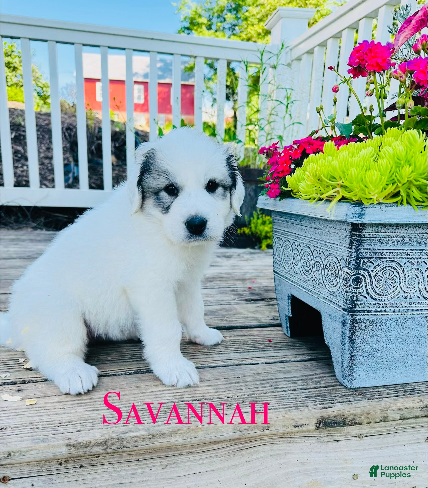 Great Pyrenees dogs AKC Savannah - Ad 1