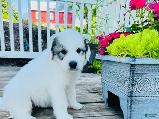 Great Pyrenees dogs for sale: AKC Savannah - Ad 1
