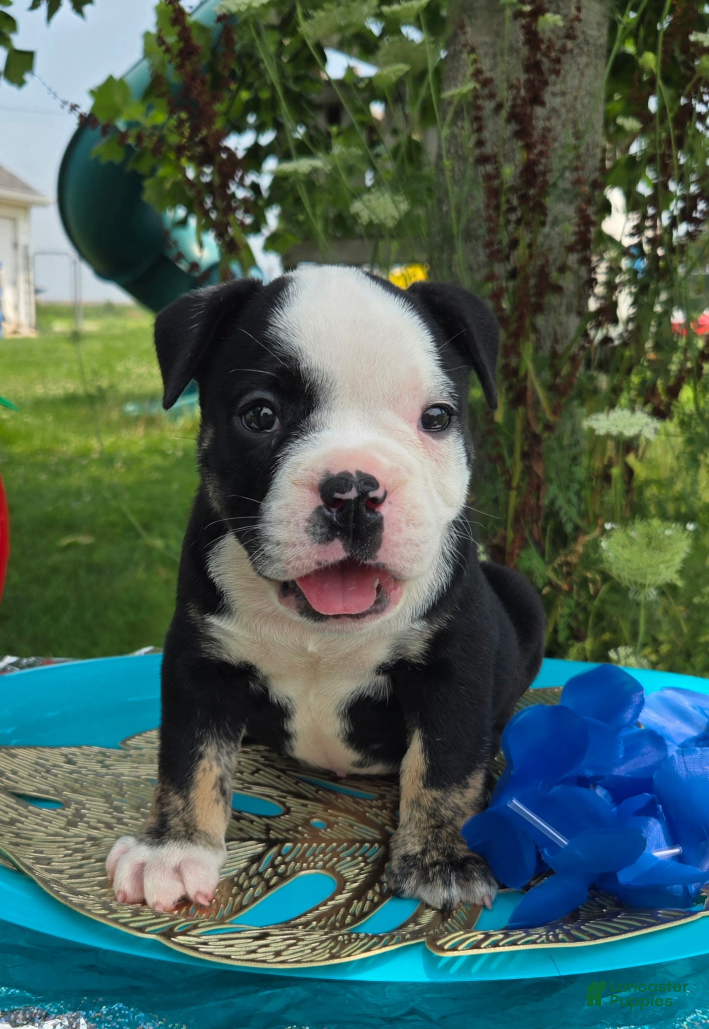 Olde English Bulldogge dogs Ed - Ad 1