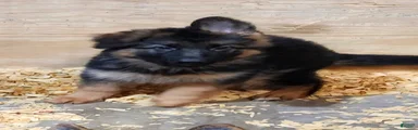 German Shepherd 3
