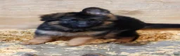 German Shepherd dogs for sale: German Shepherd 3 - Ad 1