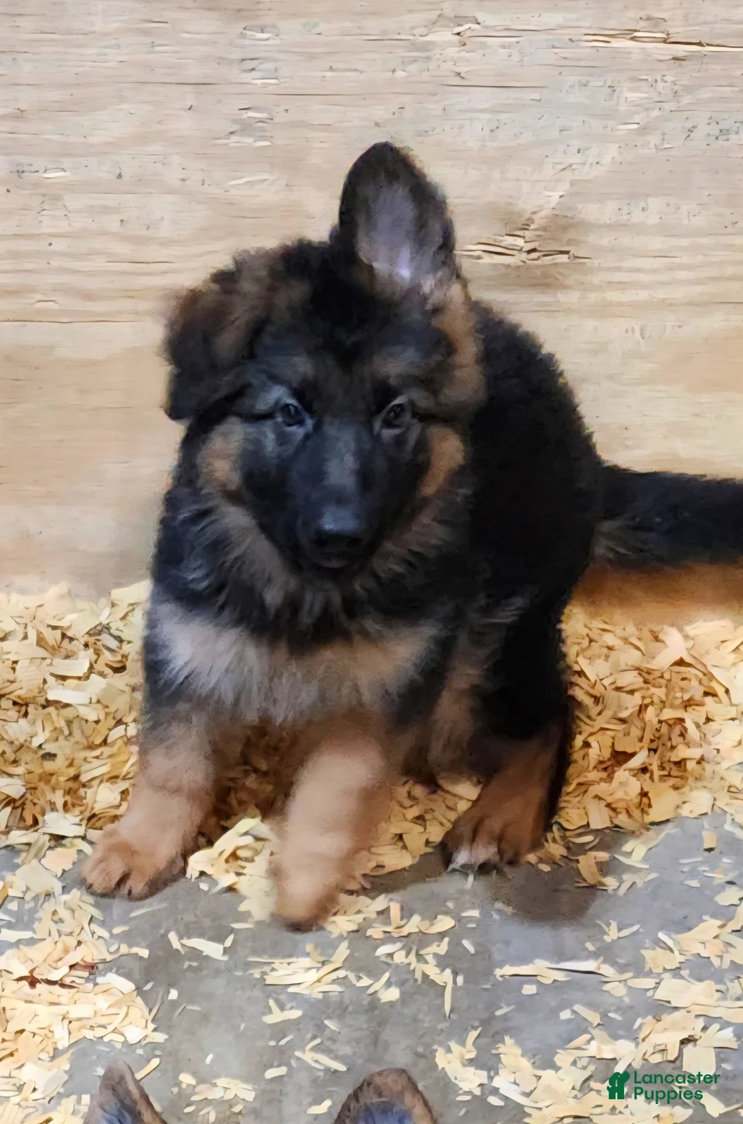 German Shepherd dogs for sale: German Shepherd 3 - Ad 1