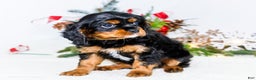Cavalier King Charles Spaniel dogs for sale: Cocoa - Ad 3