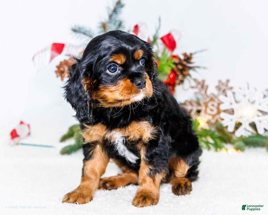 Cavalier King Charles Spaniel dogs for sale: Cocoa - Ad 3
