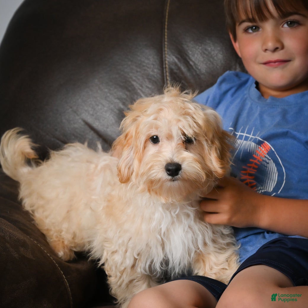 Maltipoo dogs for sale: Jackson - Ad 3