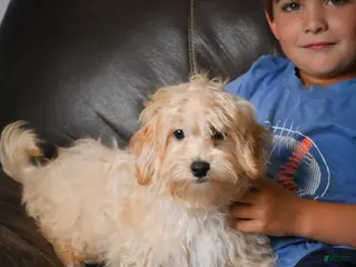 Maltipoo dogs for sale: Jackson - Ad 3