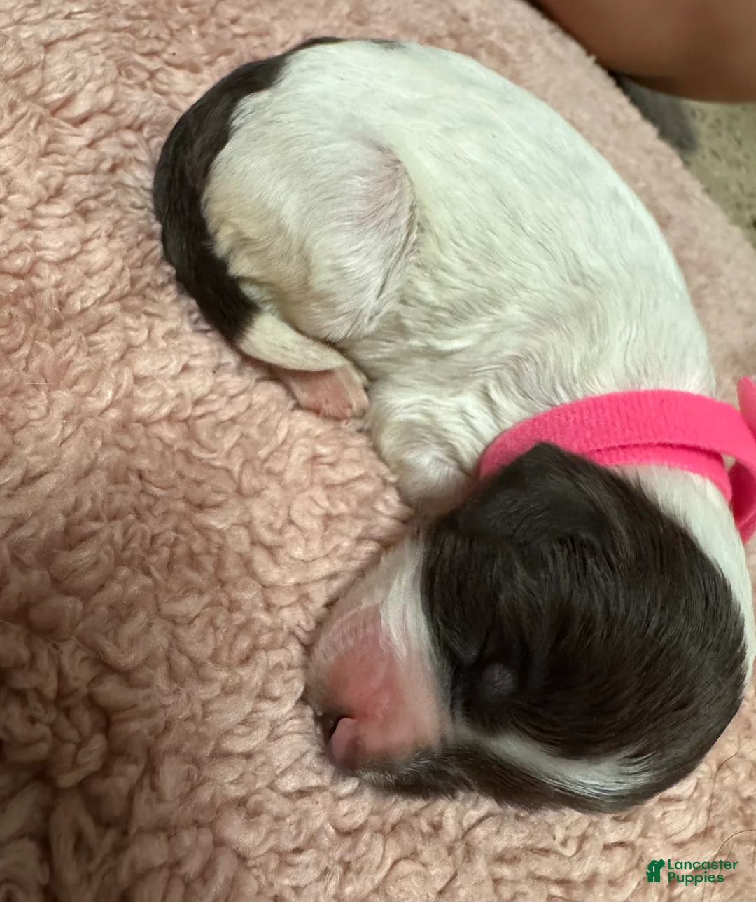 Goldendoodle dogs for sale: Goldendoodle 8 - Ad 2