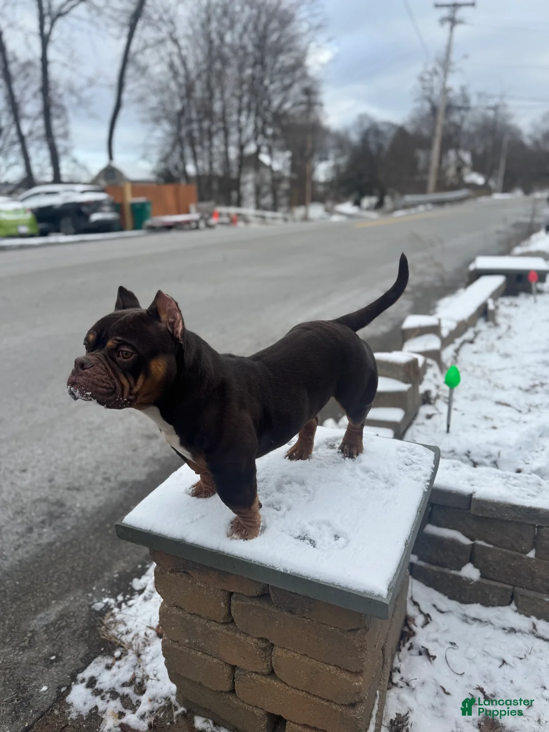 American Bully dogs for sale: American Bully Puppy 1 - Ad 10
