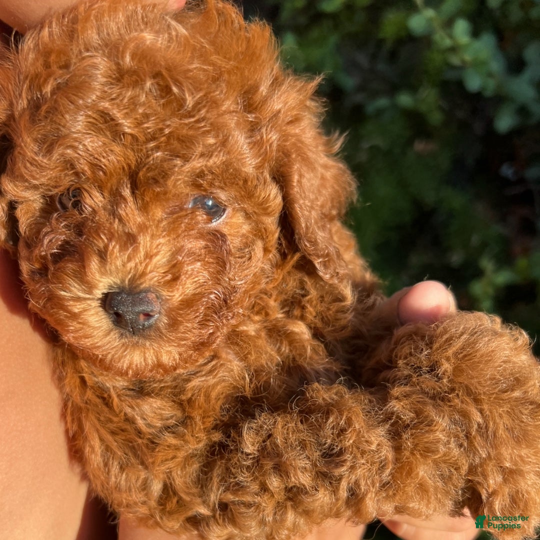 Toy Poodle dogs for sale: Toy Poodle Puppy 3 - Ad 1