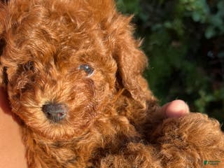 Toy Poodle dogs Toy Poodle Puppy 3 - Ad 6