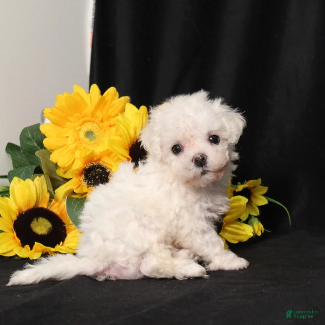 Bichon Frise dogs for sale: Kanga - Ad 4