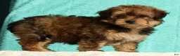 Pomapoo dogs for sale: Penny - Ad 9
