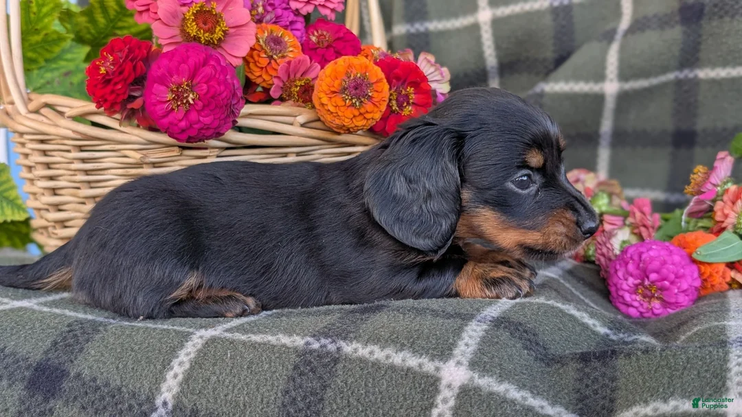Dachshund dogs for sale: Tinker  - Ad 2
