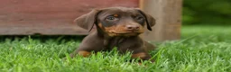 Doberman Pinscher dogs for sale:  Daisy (Red Rust) 🖤🐾 - Ad 4