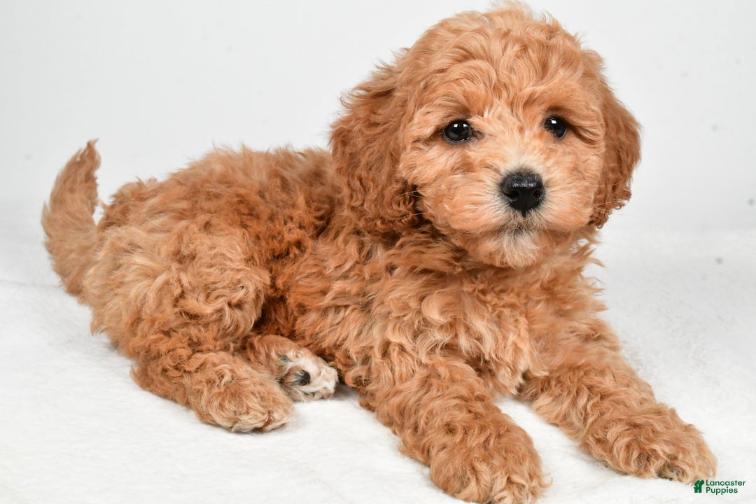 Bichpoo dogs for sale: Buffy - Ad 7