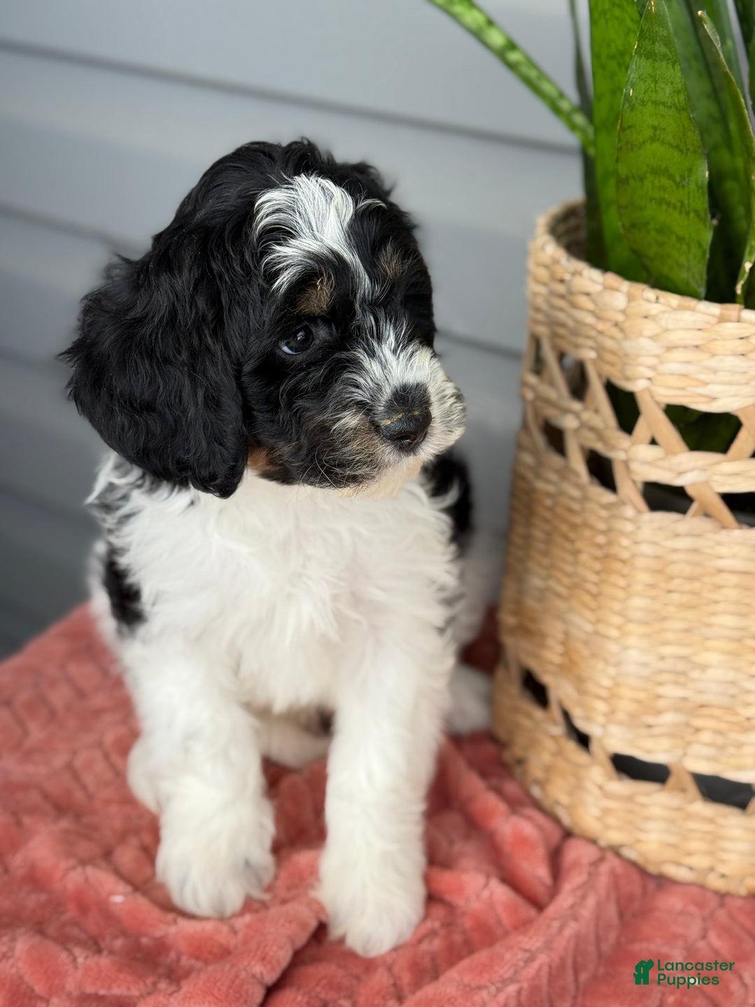 Mini Bernedoodle dogs for sale: Fenway - Ad 7